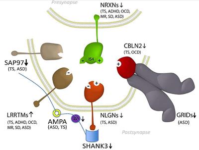 Tourette Syndrome Risk Genes Regulate Mitochondrial Dynamics, Structure, and Function